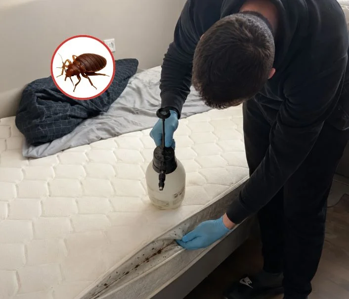 Technicien traitant un matelas contre les punaises de lit à Breuillet
